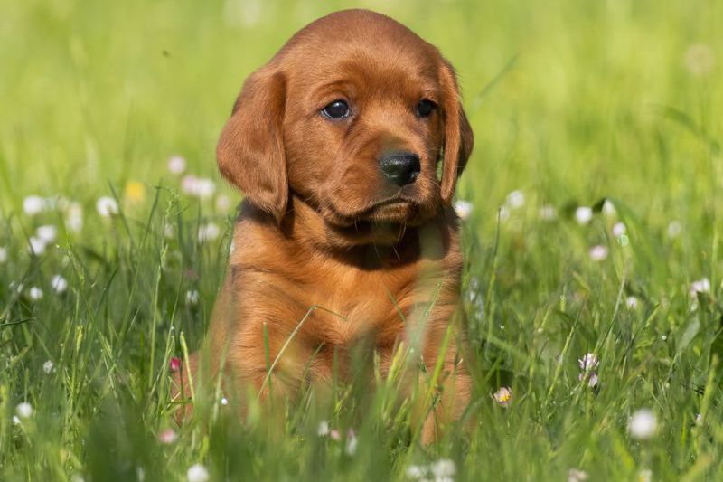 06-medium-retriever-01.jpg