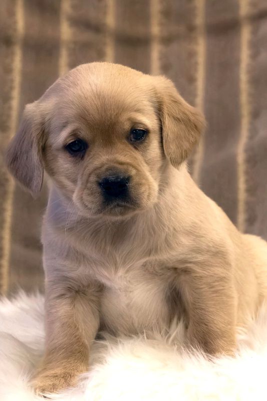 medium-retriever-0034-5