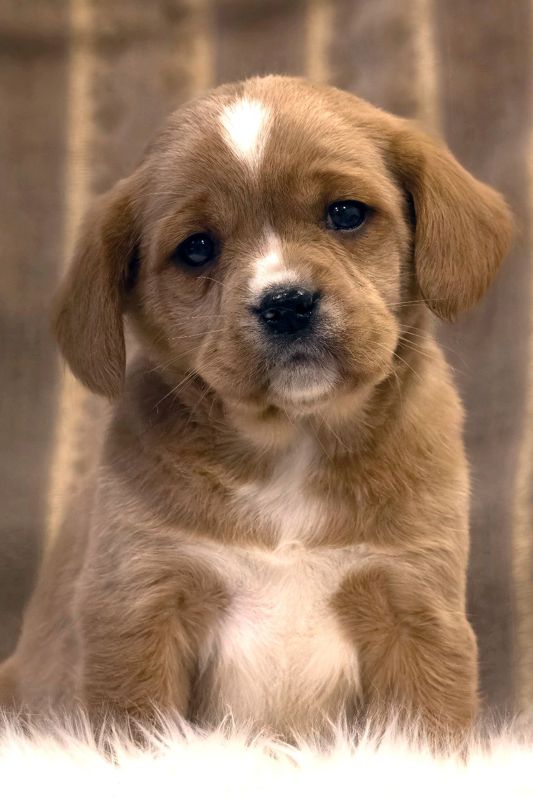 medium-retriever-032-5