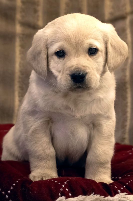 medium-retriever-4245-5